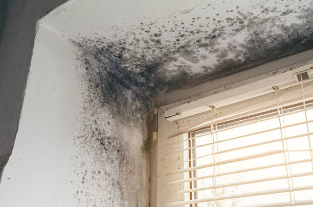 Affordable Basement Mold Removal solutions in Burlington, CO