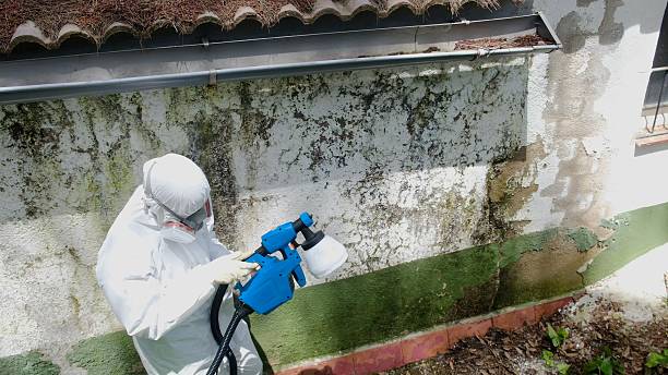 Trusted Attic Mold Removal service in Burlington, CO - Cheap Mold Removal